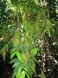 Filippine - Mindoro - 25